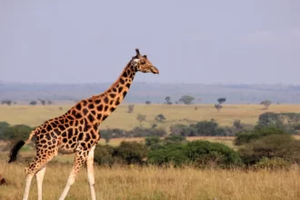 How Tall Is a Giraffe
